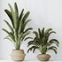 HQ HousePlants Ravenala Banana Strelitzia Nicolai Bird Of Paradise - Thumbnail 4