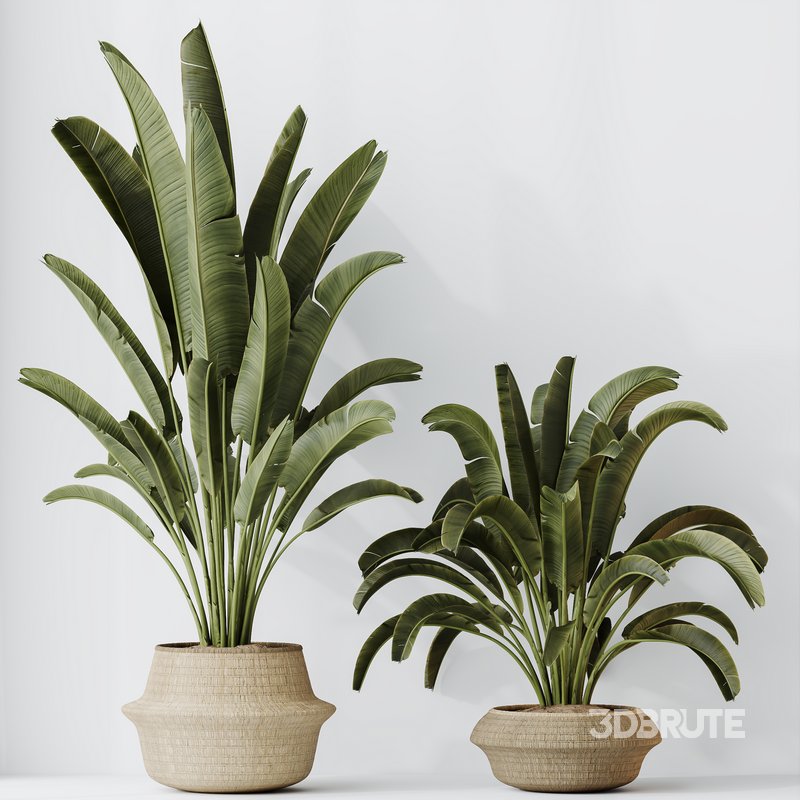 HQ HousePlants Ravenala Banana Strelitzia Nicolai Bird Of Paradise Image 4