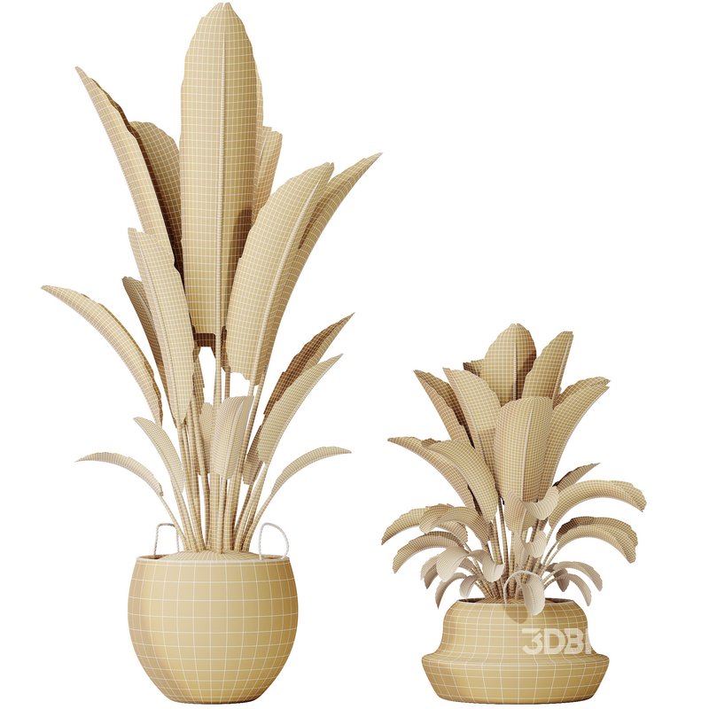 HQ HousePlants Ravenala Banana Strelitzia Nicolai Bird Of Paradise Set10 Image 4