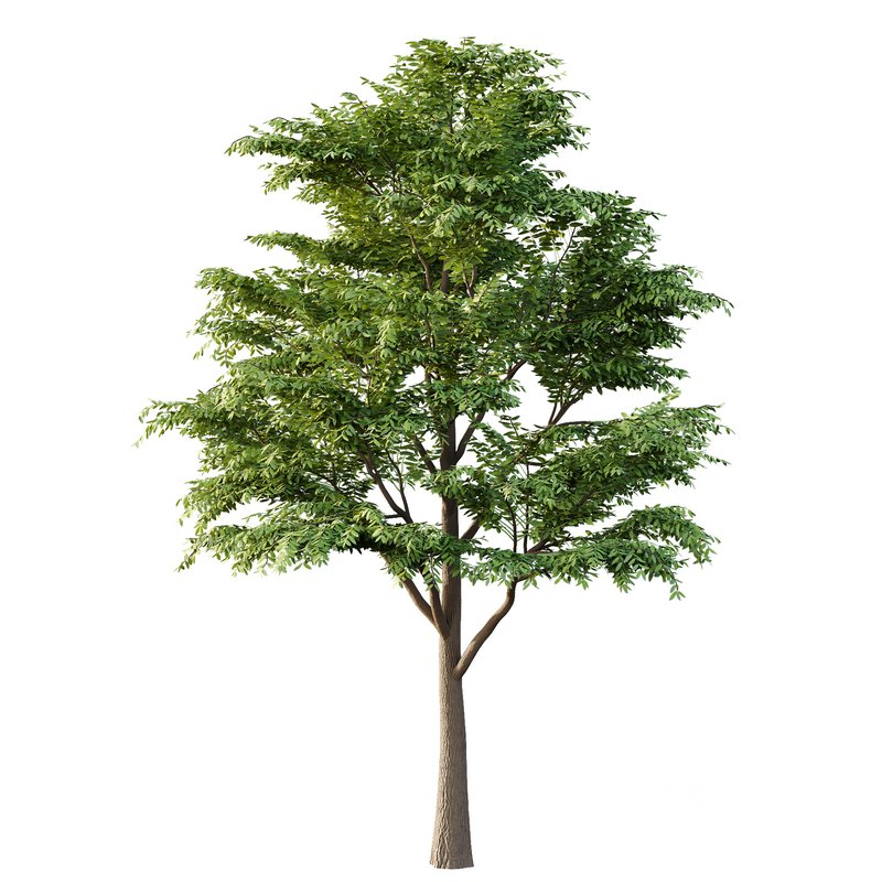 fraxinus excelsior Tree05 Image 3