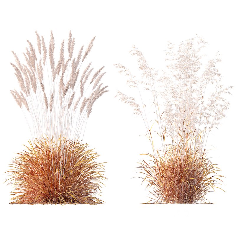 Calamagrostis Acutiflora Karl Foerster and Celtica Gigantea Stipa Image 5