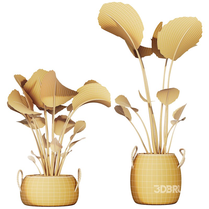 HQ HousePlants Ravenala Banana Strelitzia Nicolai Bird Of Paradise Set09 Image 4