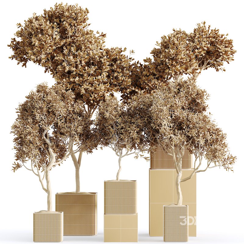 Indoor plants set 113 Mission Olive Tree and Mission Kalamata Wilsonii Chemlali Olive Image 3