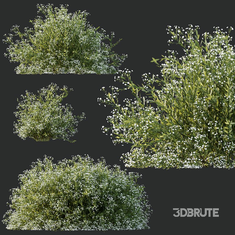 spring bush Macrothelypteris OligoPhlebia Torresiana Fern Image 3