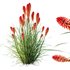HQ Plants Kniphofia Caulescens Poco Tritoma Hot Poker Orange Yellow Red - Thumbnail 4