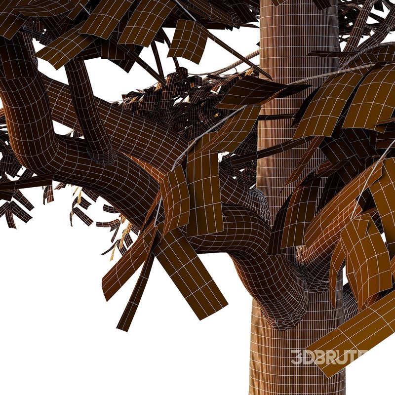 fraxinus excelsior Tree07 Image 2