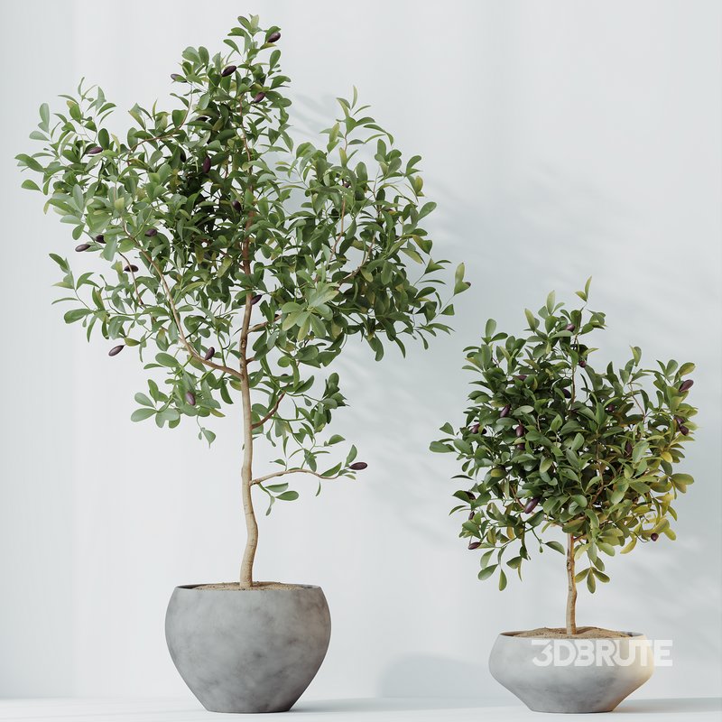 HQ HousePlants Briful Pachira Aquatica Grand Artificiel Image 3