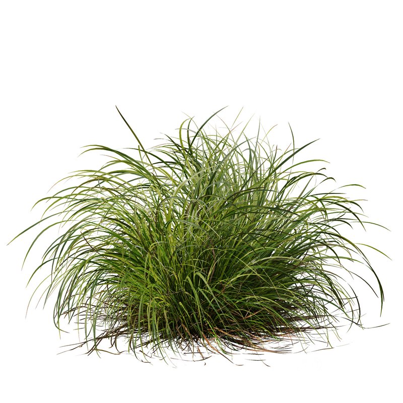 Carex Elata Aurea Grass and Molinia Caerulea Image 3