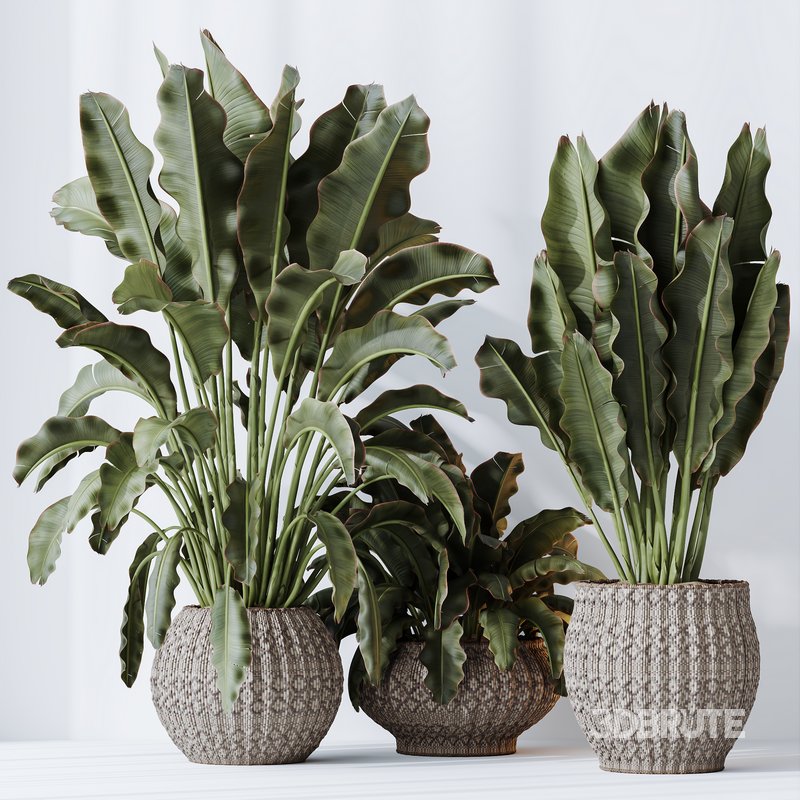 HQ HousePlants Ravenala Banana Strelitzia Nicolai Bird Of Paradise Set03 Image 4