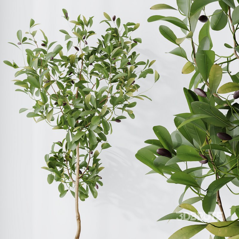 HQ HousePlants Briful Pachira Aquatica Grand Artificiel Set02 Image 6