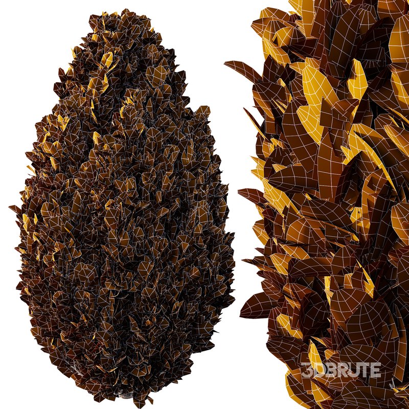 Italian Cypress Tree 31 Image 2