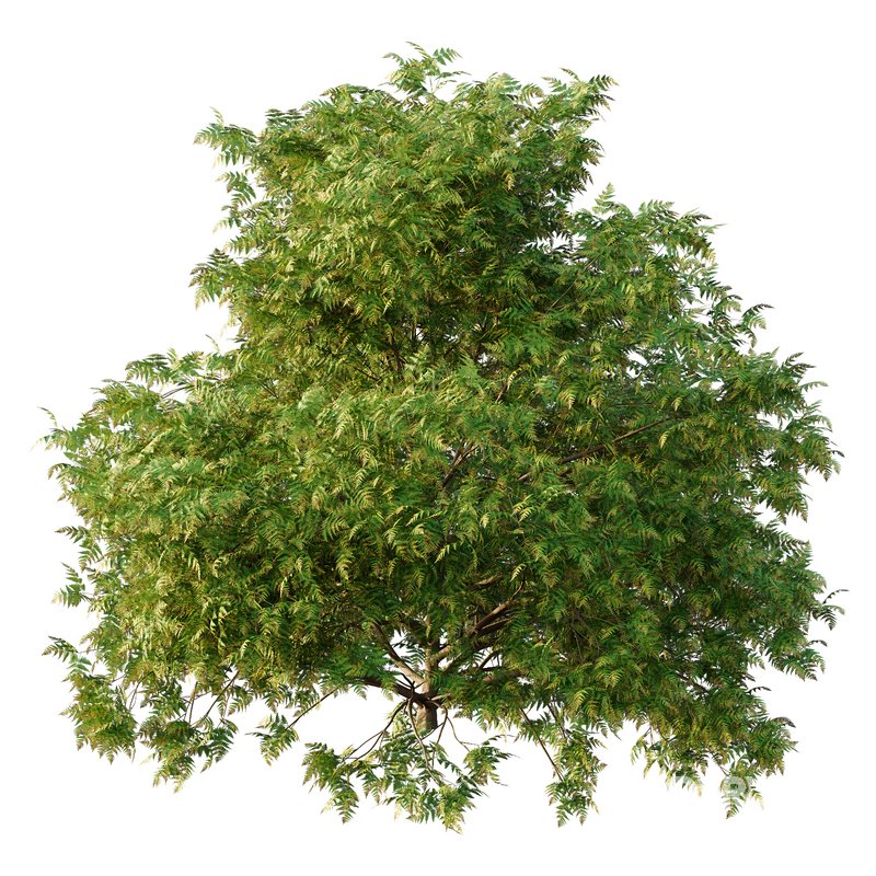 Cypress Bush 05 Image 3