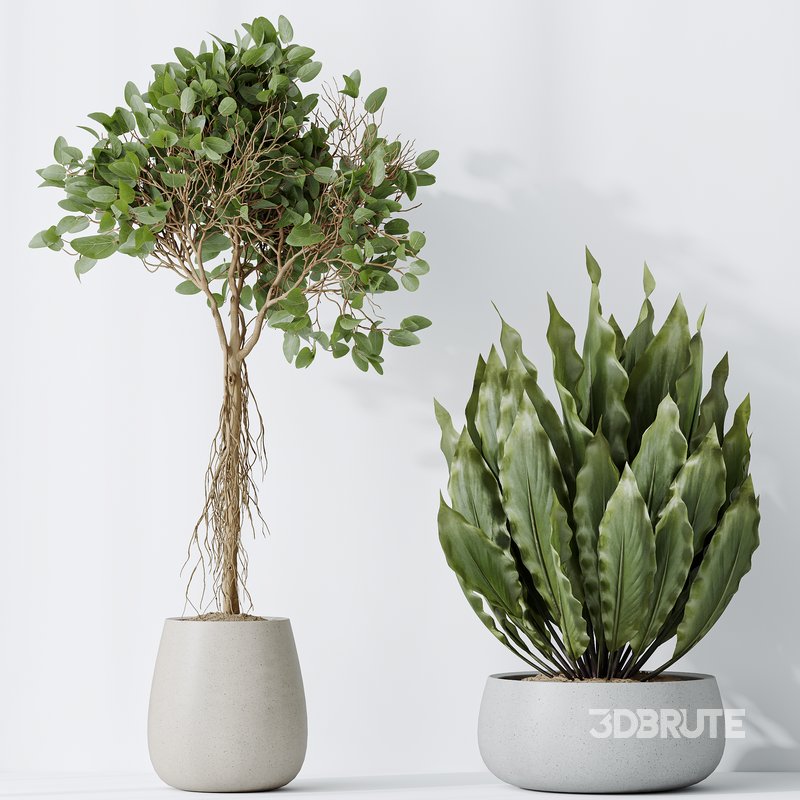 Indoor plants set 111 Areca Palm Paradise Kentia Image 3