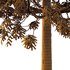 fraxinus excelsior Tree10 - Thumbnail 3