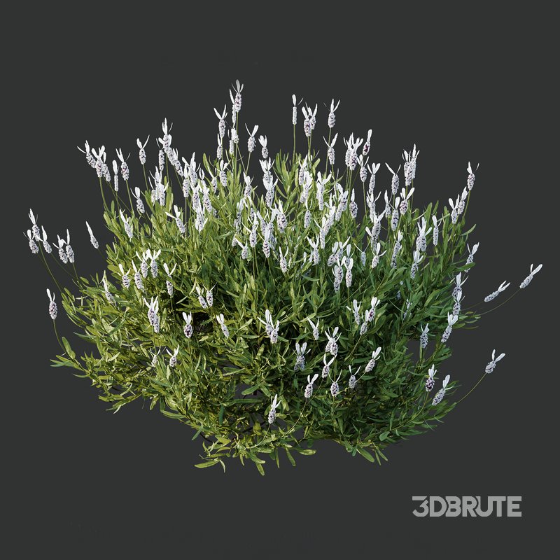 spring bush Lavandula Pedunculata Atlantica Subpedunculata Image 3