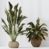 HQ HousePlants Ravenala Banana Strelitzia Nicolai Bird Of Paradise Set02 - Thumbnail 5