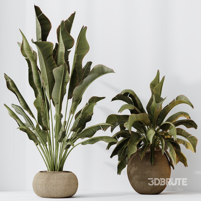 HQ HousePlants Ravenala Banana Strelitzia Nicolai Bird Of Paradise Set02 Image 5