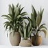 HQ HousePlants Ravenala Banana Strelitzia Nicolai Bird Of Paradise Set05 - Thumbnail 2