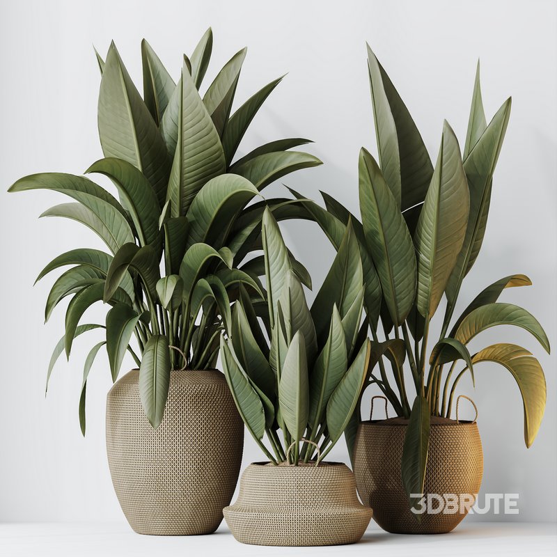 HQ HousePlants Ravenala Banana Strelitzia Nicolai Bird Of Paradise Set05 Image 2