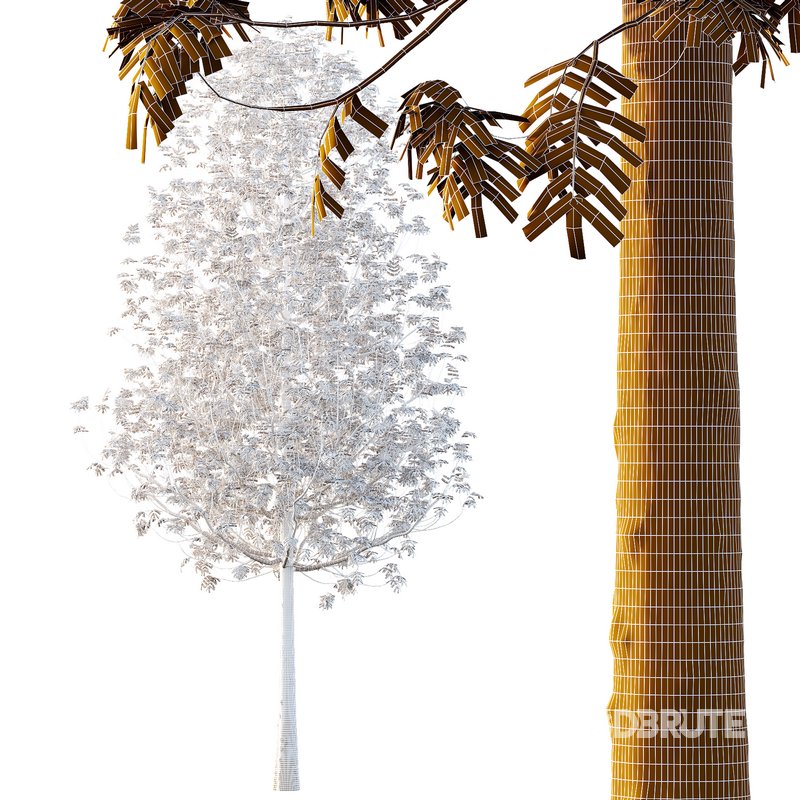 fraxinus excelsior Tree11 Image 2