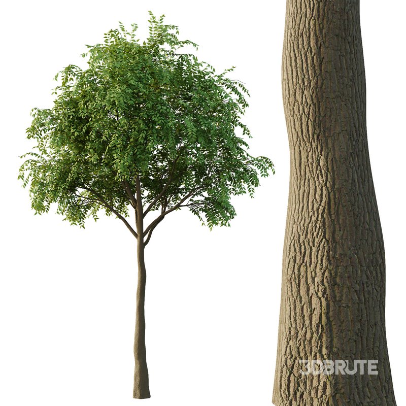 fraxinus excelsior Tree03 Image 2