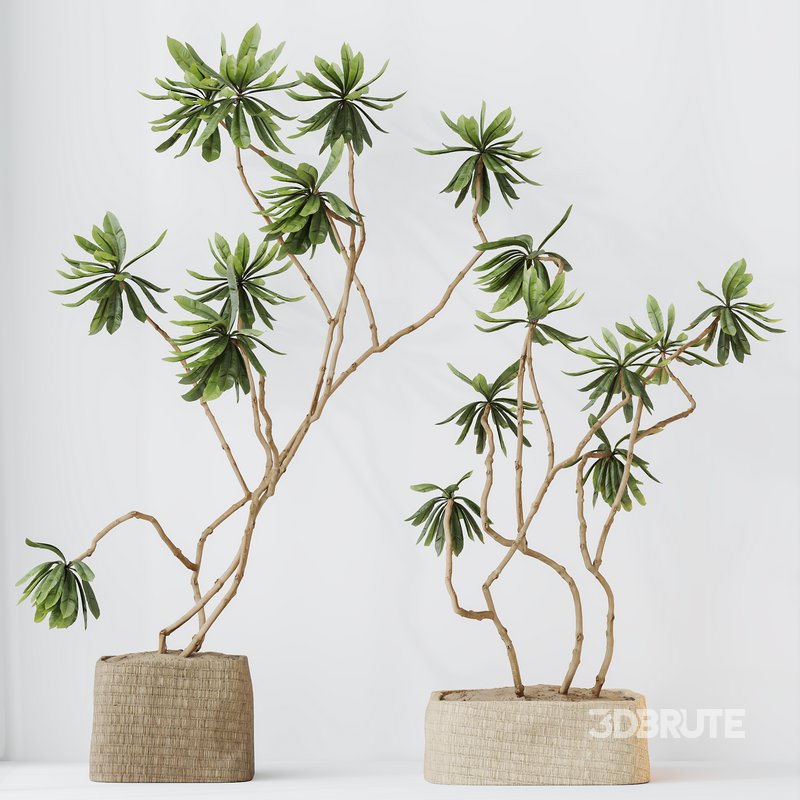 HQ HousePlants Decorative Ficus Cyathistipula African Fig03 Image 2