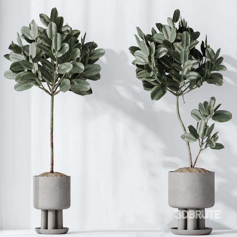 Indoor plants set 108 Dracaena Warneckii Lemon Lime and Mission Olive Tree Image 2