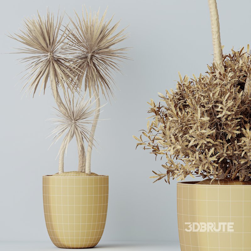 HQ HousePlants Spineless Yucca Aloifolia Rostrata Palm Desmetiana Image 4