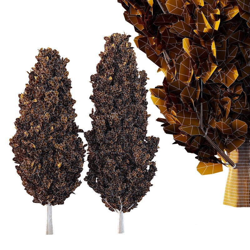 Italian Cypress Tree 30 Image 2