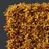 Ligustrum Ovalifolium Argenteum Aureum - Thumbnail 4