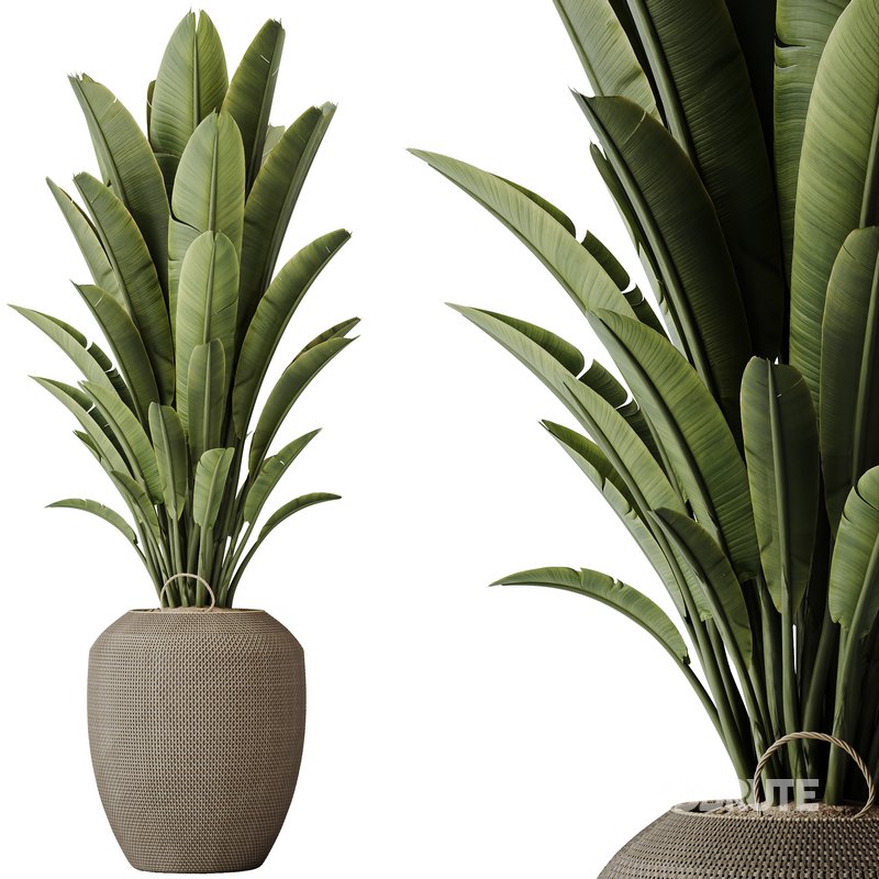 Indoor plants set 114 Spineless Yucca and Ravenala Banana Strelitzia Image 3