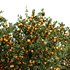 Orange fruit 2tree - Thumbnail 2