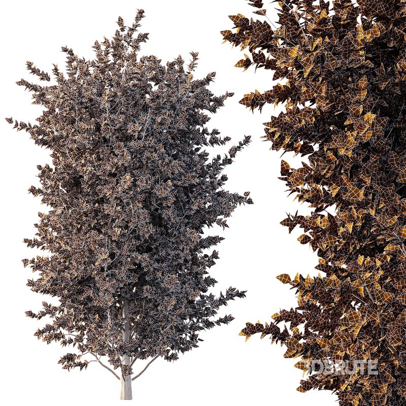 beautiful tree01 Image 2