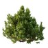 Cypress Bush 06 - Thumbnail 3
