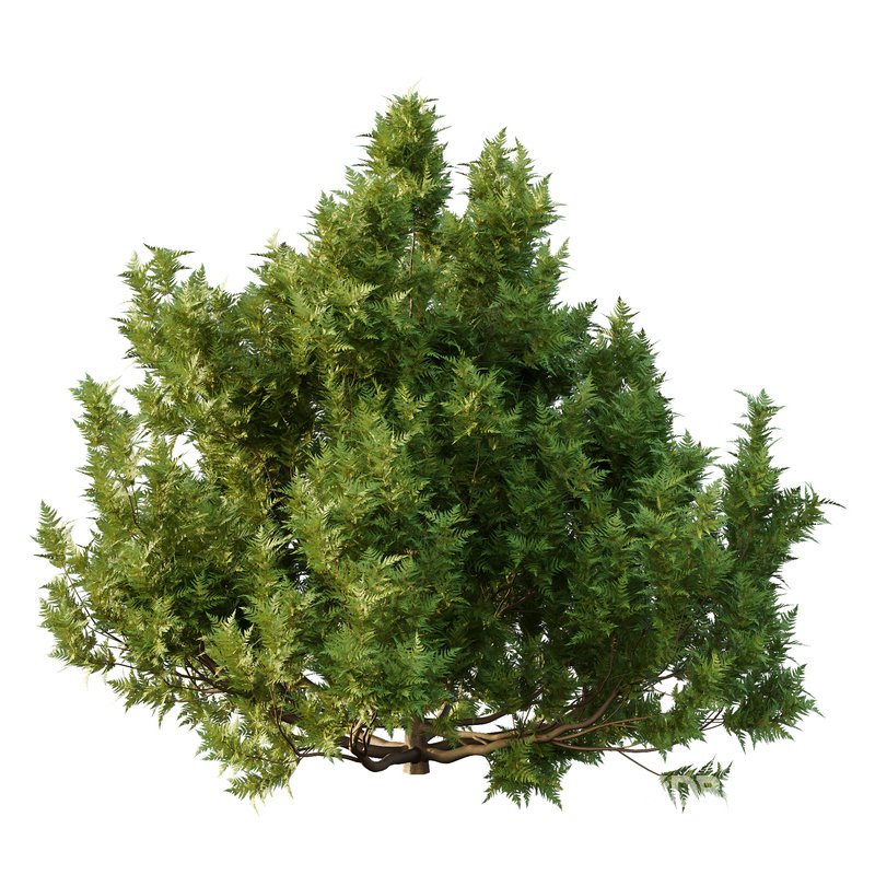 Cypress Bush 06 Image 3