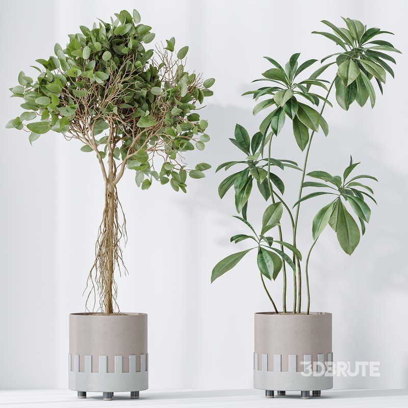Indoor plants set 110 Eucalyptus Bouquet and Ficus Beliza Image 2