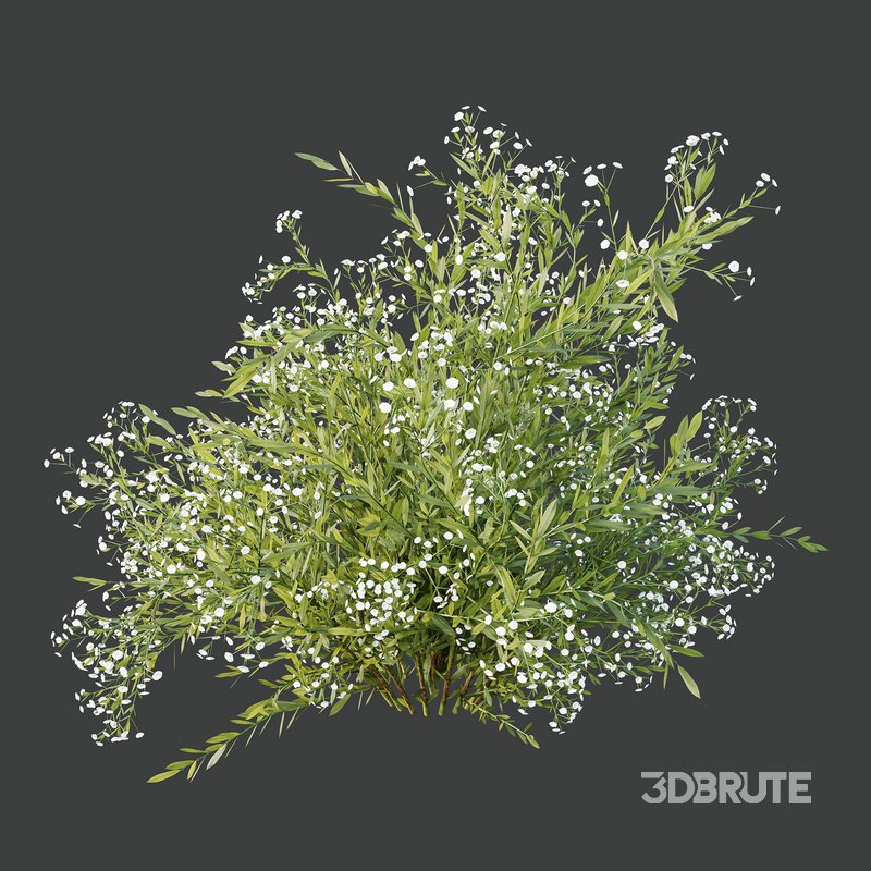 spring bush Macrothelypteris OligoPhlebia Torresiana Fern and Gypsophila Image 4