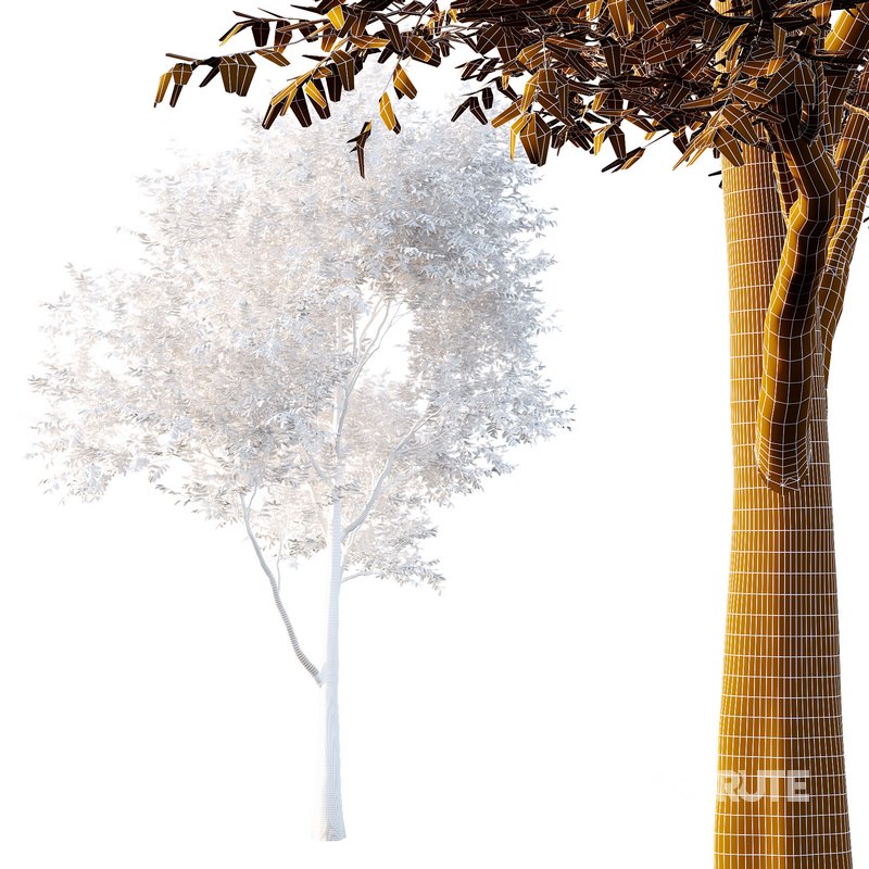 fraxinus excelsior Tree01 Image 2