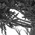 Monkey Puzzle Tree Araucaria Araucana - Thumbnail 2