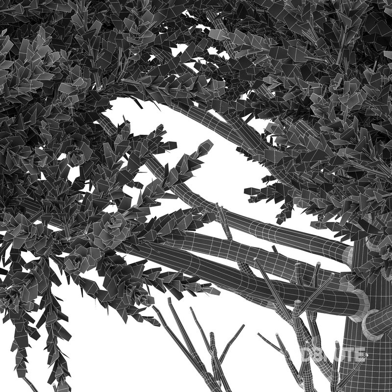 Monkey Puzzle Tree Araucaria Araucana Image 2