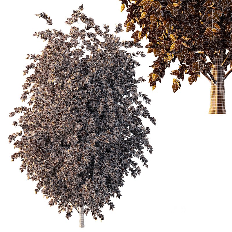 beautiful tree02 Image 3