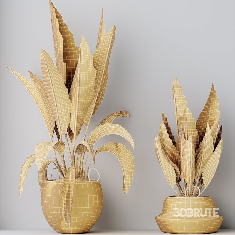 HQ HousePlants Ravenala Banana Strelitzia Nicolai Bird Of Paradise Set05 Image 4