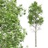spring trees Celtis Australis and Fagus Sylvatica - Thumbnail 5