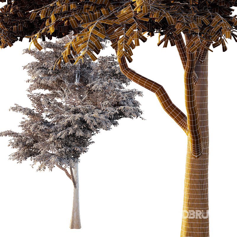 fraxinus excelsior Tree05 Image 5