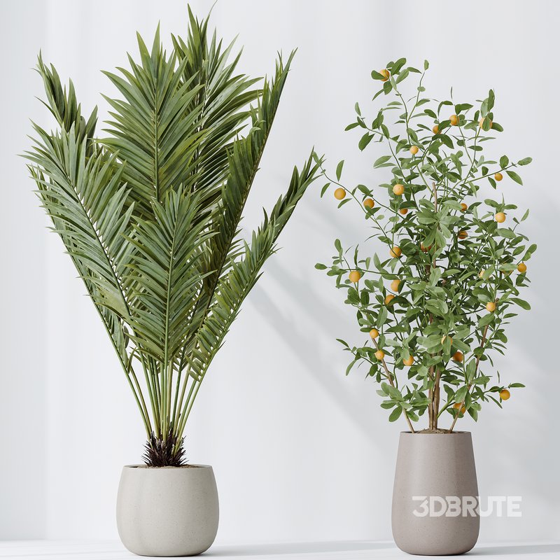 Indoor plants set 111 Areca Palm Paradise Kentia Image 5