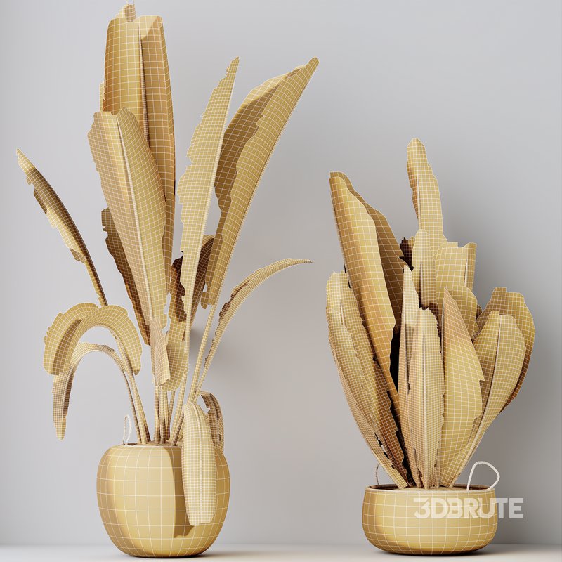 HQ HousePlants Ravenala Banana Strelitzia Nicolai Bird Of Paradise Set06 Image 5