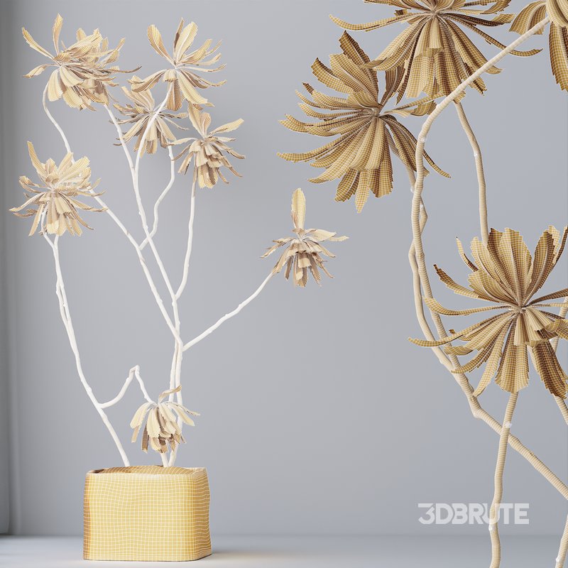 HQ HousePlants Decorative Ficus Cyathistipula African Fig03 Image 5