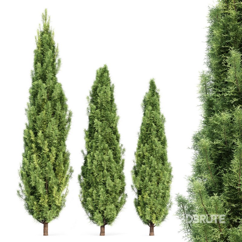 spring trees Maidenhair Ginkgo Biloba and Mediterranean Cypress Image 6