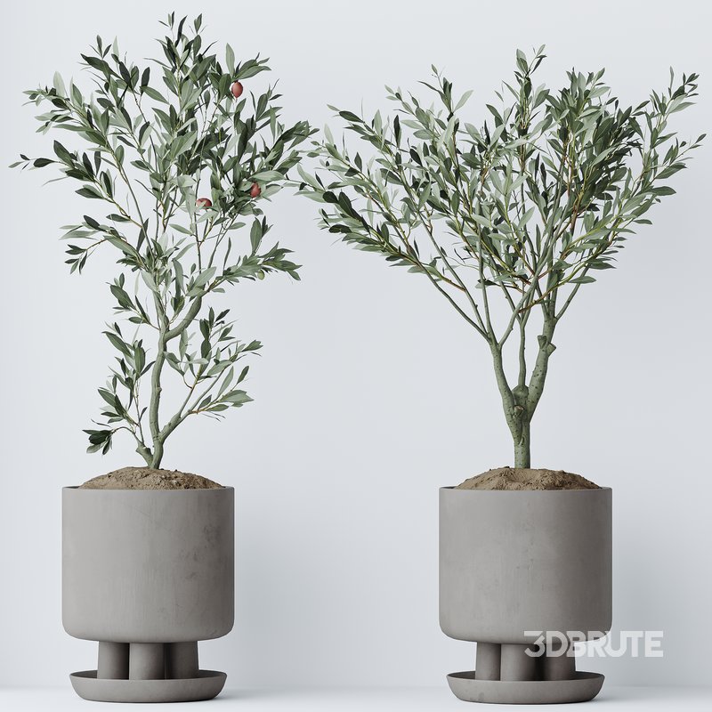 Indoor plants set 108 Dracaena Warneckii Lemon Lime and Mission Olive Tree Image 4