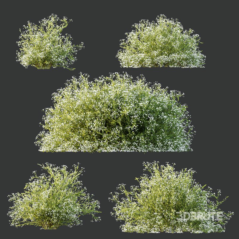 spring bush Macrothelypteris OligoPhlebia Torresiana Fern and Gypsophila Image 5